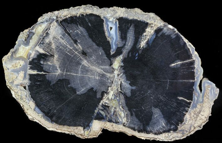 Petrified Wood Slice - Blue Forest, Wyoming #66160